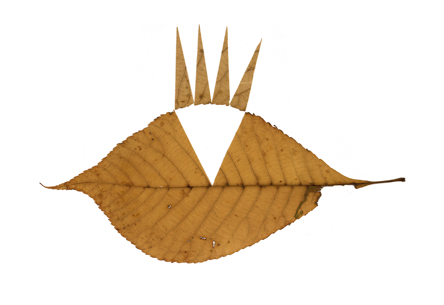 Four Triangular Slices Folded Outward